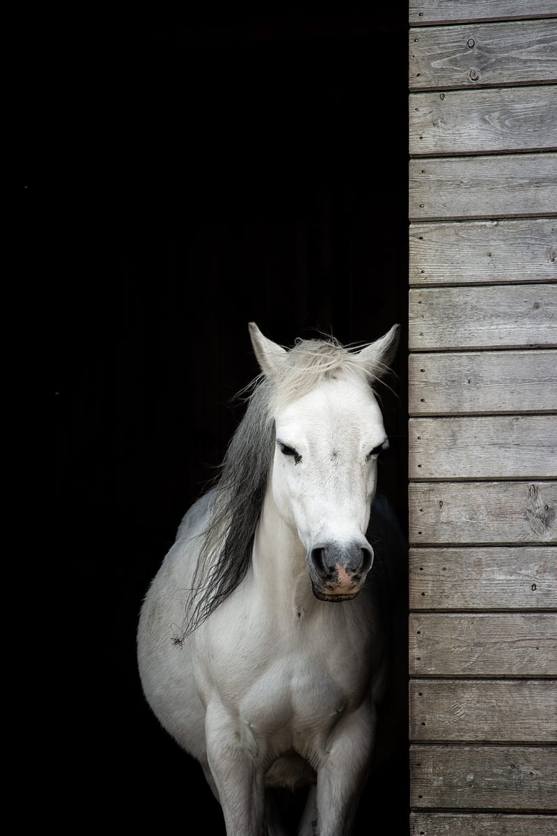 horse, animal, white, stable, HD phone wallpaper