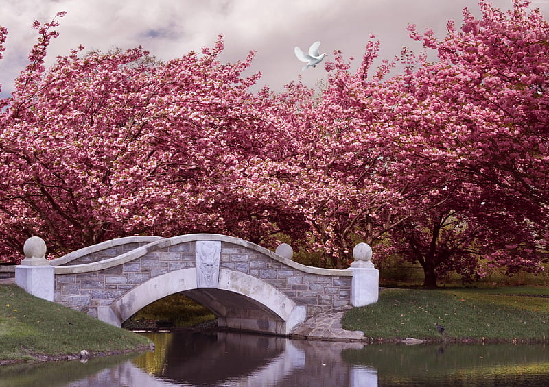 Japanese garden, spring, bonito, trees water, bridge, flowers, garden, blossoms, nature, pink, cherry, pretty, wonderful, graphy, japanese, perspective bird, dove, white, HD wallpaper