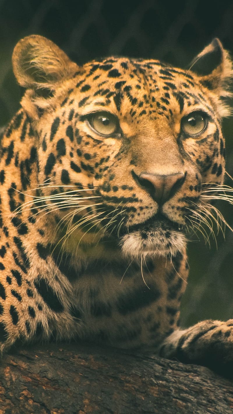 Wild Animals, Amur Leopard, cat family, HD phone wallpaper