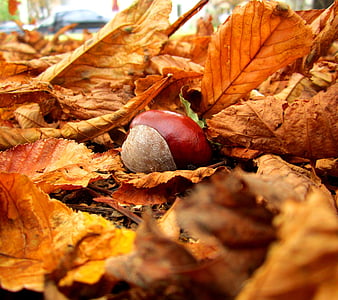 Page 2 | HD chestnuts wallpapers | Peakpx