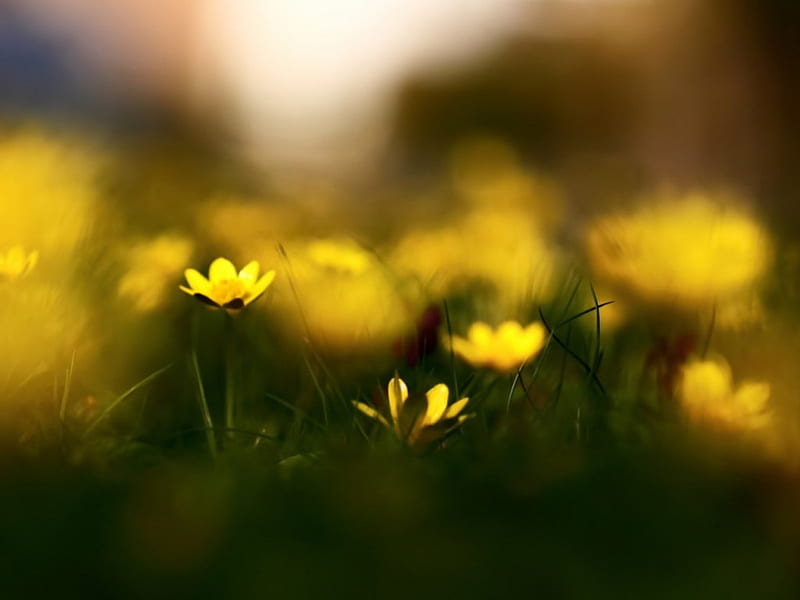 celandine, tiny, green, grass, flowers, yellow, blurring, HD wallpaper