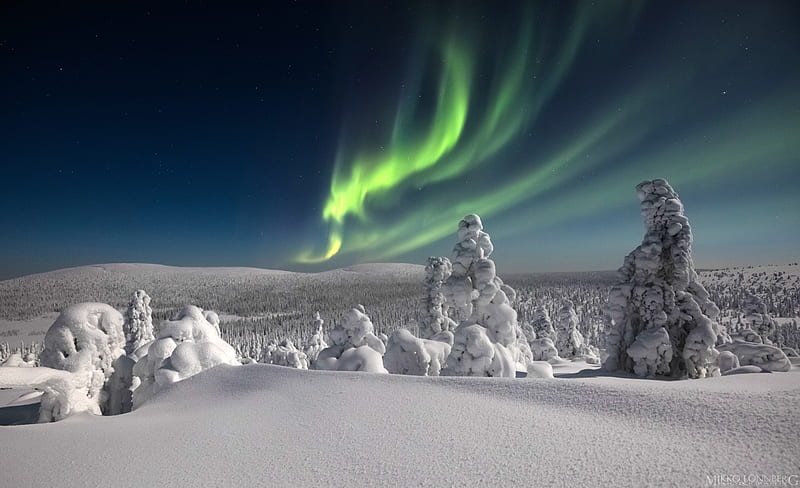 Aurora Borealis Over Finnish Lapland, aurora borealis, trees, snow, finland, HD wallpaper