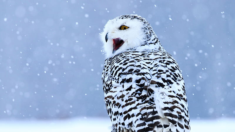 Black And White Snowy Owl Birds, HD wallpaper