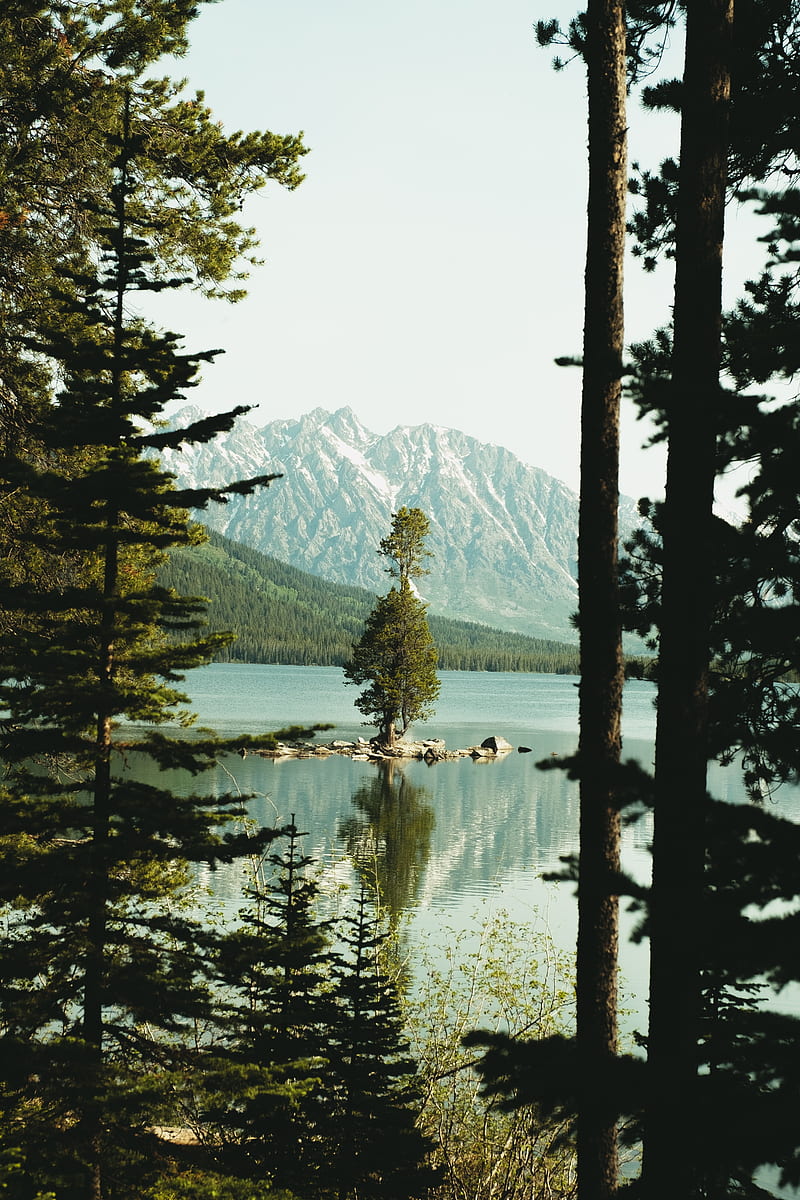 lake, mountains, spruce, slope, HD phone wallpaper