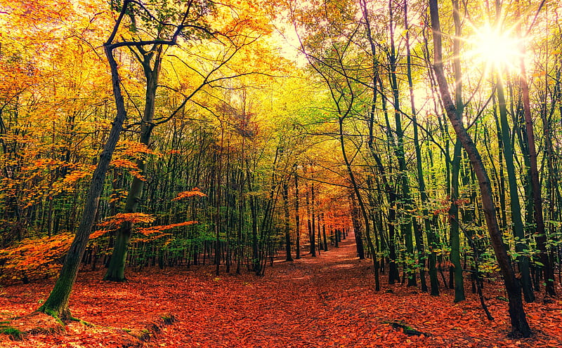 Beautiful Autumn Colors Forest Path, Sunny Day Ultra, Seasons, Autumn, Nature, bonito, Landscape, Sunshine, Leaves, Forest, Colors, Fall, foliage, Path, aesthetic, HD wallpaper