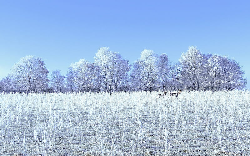 Deer, snow, trees, winter, HD phone wallpaper