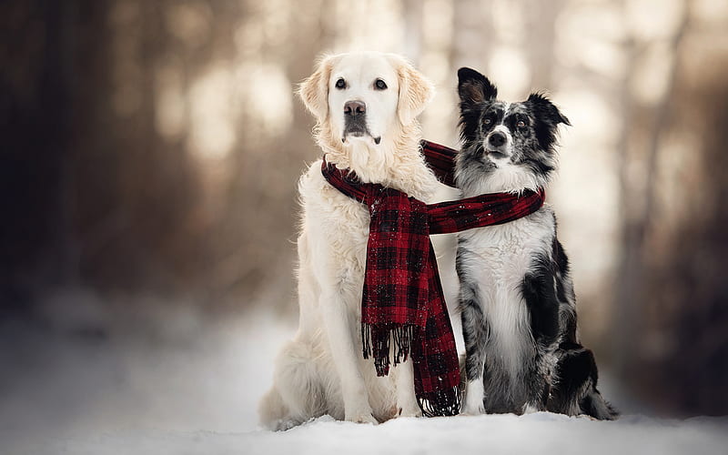 golden retriever, border collie, winter, snow, dogs, friends, cute animals, HD wallpaper