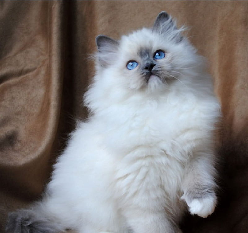 Cute Ragdoll Kitty, cute, cats, animals, kitty, HD wallpaper | Peakpx