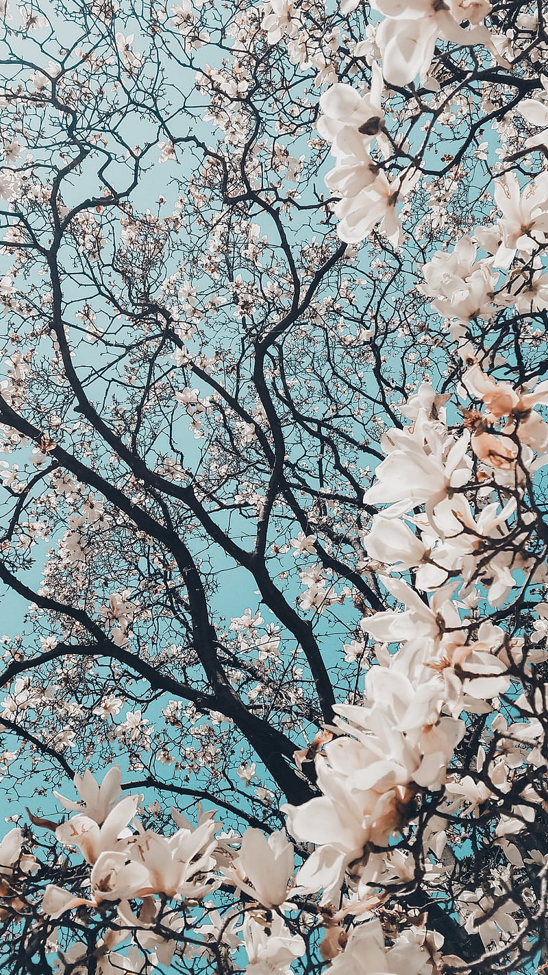 árbol de sakura en flor, japon, naturaleza, flor, rosa, Fondo de pantalla  de teléfono HD | Peakpx