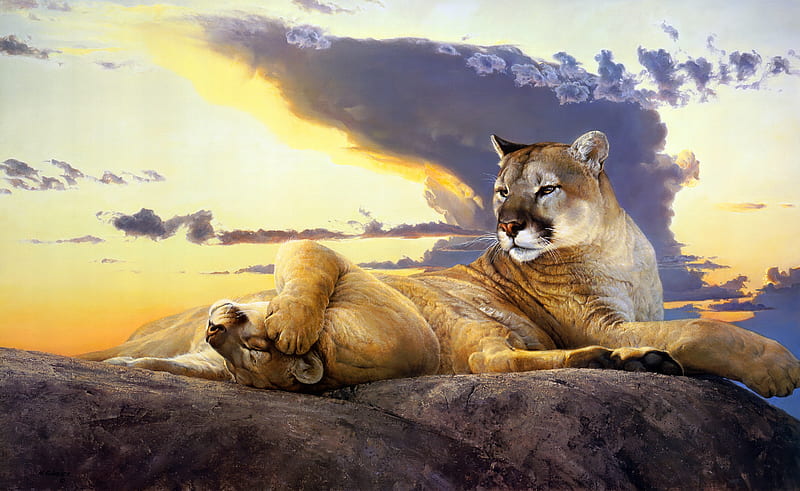 Mountain lions, art, nancy glazier, cougar, painting, puma, pictura, couple, animal, mountain lion, HD wallpaper