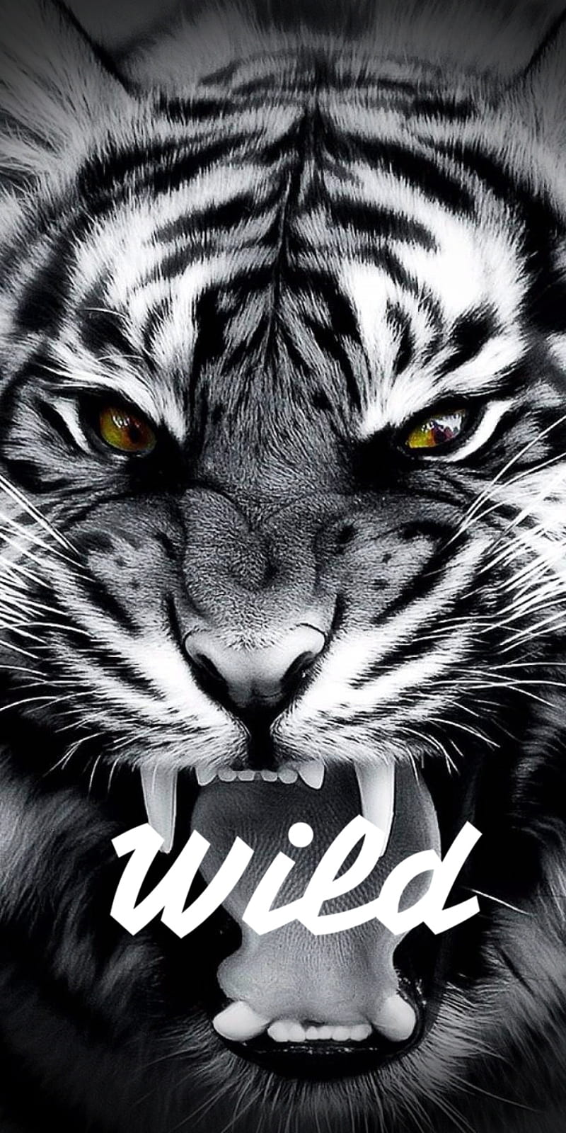 Wild Child, roar, tiger, HD phone wallpaper