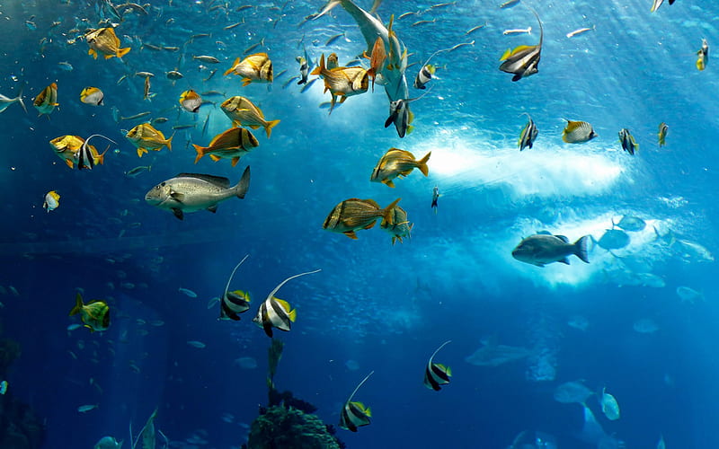 Animales marinos, bajo el agua, peces, océano, Fondo de pantalla HD | Peakpx