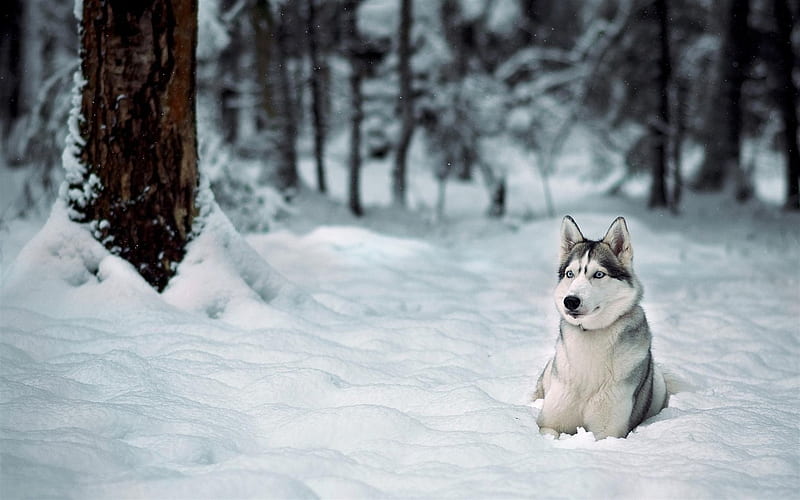 husky, forest, dogs, snowdrifts, winter, HD wallpaper
