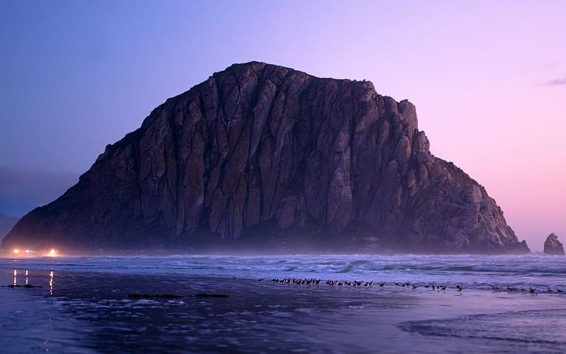 Migratory Birds Morning Coast Morro Bay California, HD wallpaper