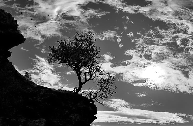 trees, silhouettes, cliff, black and white, black, HD wallpaper