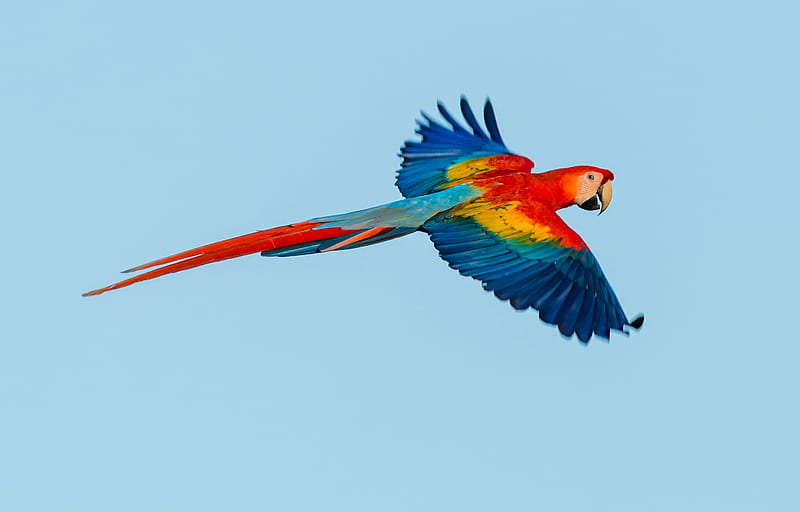 scarlet macaw, HD wallpaper