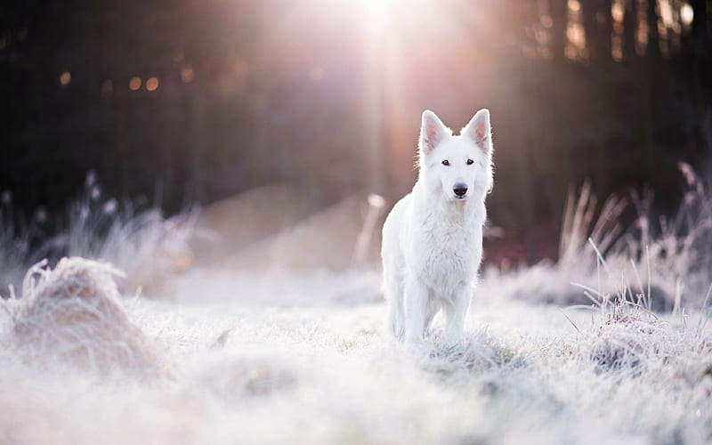 Swiss Shepherd, winter, cute animals, puppy, dogs, bokeh, white dog, Berger Blanc Suisse, pets, forest, White Shepherd Dog, White Swiss Shepherd, HD wallpaper