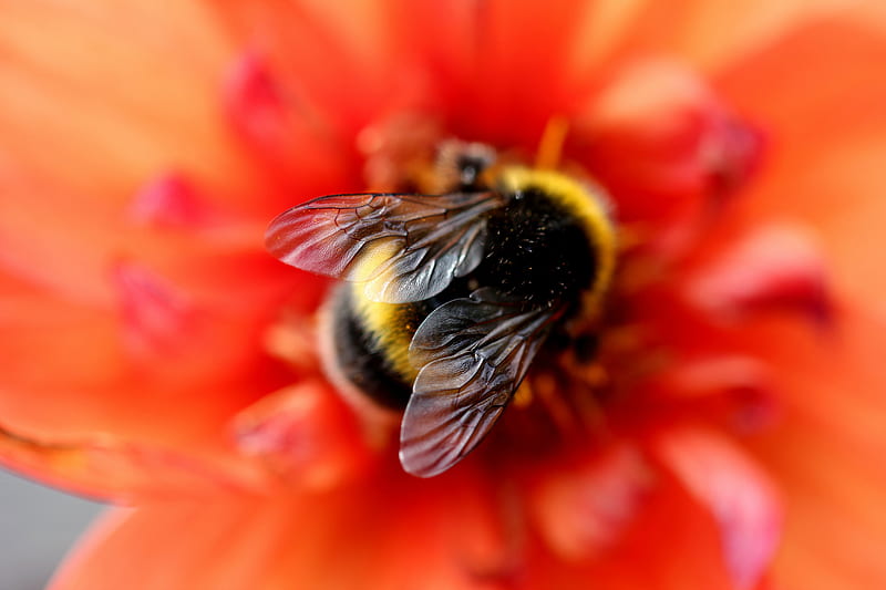 Animal, Bumblebee, Bee, Blur, Insect, Macro, Red Flower, HD wallpaper |  Peakpx
