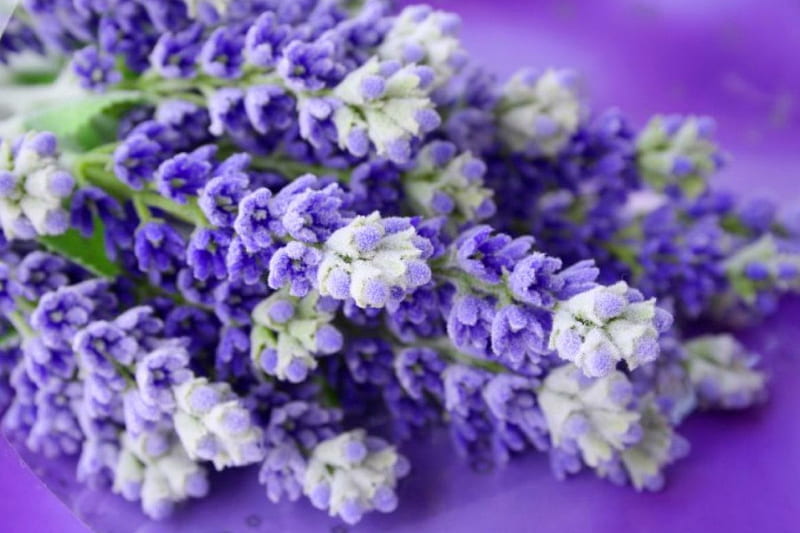 Lovely lavender, lovely, opretty, scent, bonito, lavender, fragrance, nice, purple, bouquet, flowers, blue, HD wallpaper