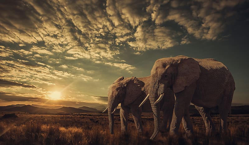 Landscape, Sky, Elephants, Sunrise, Animal, Savannah, African Bush Elephant,  HD wallpaper | Peakpx