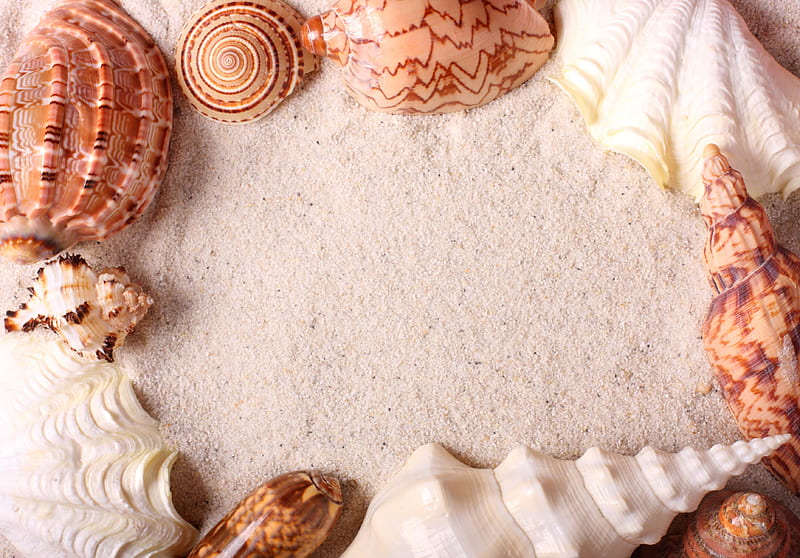 Shells, malacology, mollusks, gastropods, HD wallpaper