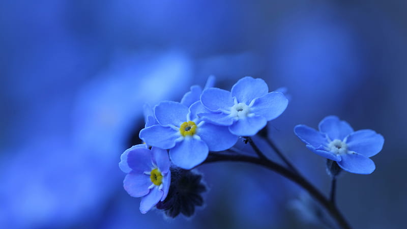 Blue Forget-Me-Not Flowers Blur Background Flowers, HD wallpaper | Peakpx