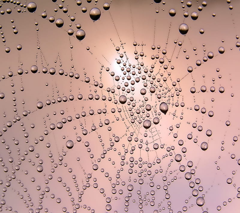 Morning Dew On Web, drops, HD wallpaper
