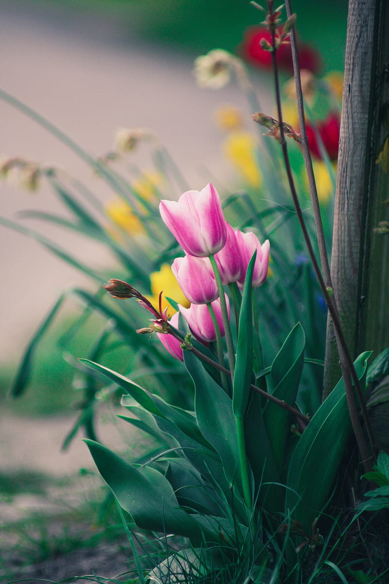 tulips, flowers, pink, bloom, flower bed, HD phone wallpaper