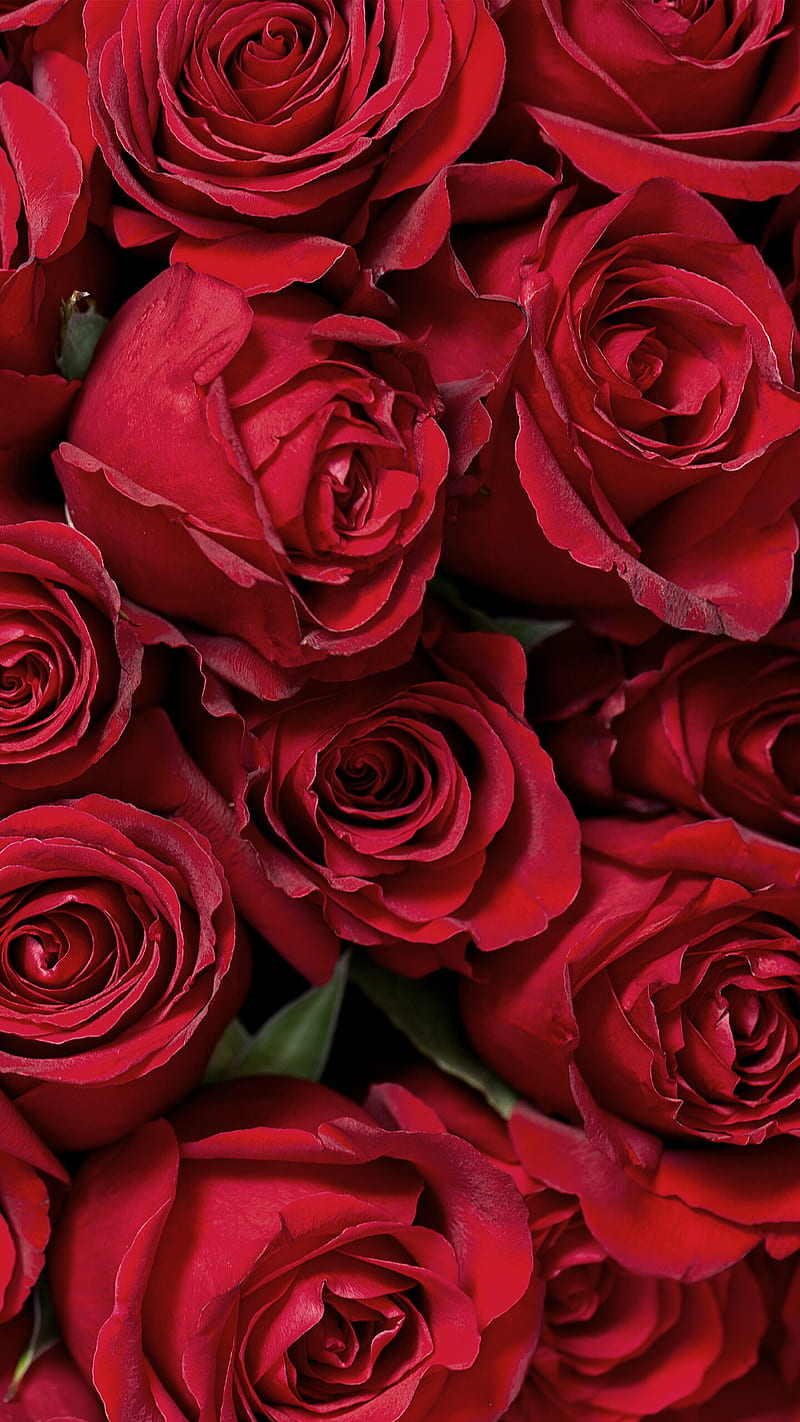Rosas rojas, flor, amor, rojo, rosas, Fondo de pantalla de teléfono HD |  Peakpx