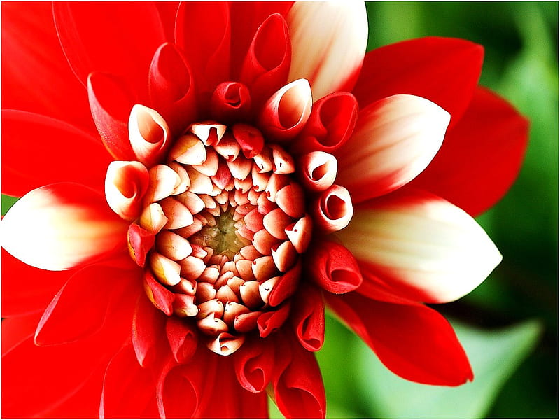 Dahlia in red and white, red, flower, close, white, dahlia, HD