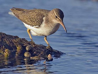 HD sandpipers wallpapers | Peakpx