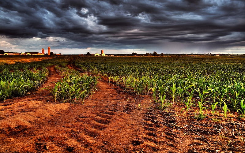 Growing Corn Field, corn, brown, sky, soil, clouds, vegetable, stormy, green, dark, day, nature, tread, field, landscape, HD wallpaper