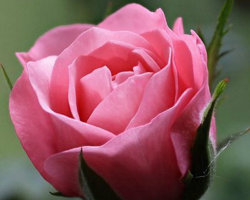 Beautiful Rose, flower, nature, rose, pink, HD wallpaper