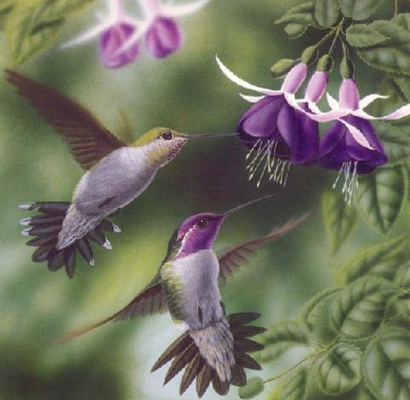 Purple Fuchsia and Hummingbirds, art, purple, hummingbirds, flower, bonito, fuchsia, HD wallpaper