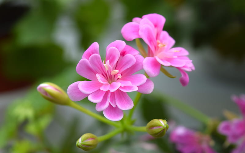 Geranium, summer, flower, pink, HD wallpaper