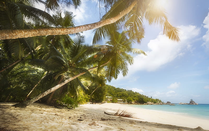 tropical beach, ocean, palms, summer, tropical islands, Maldives, HD wallpaper