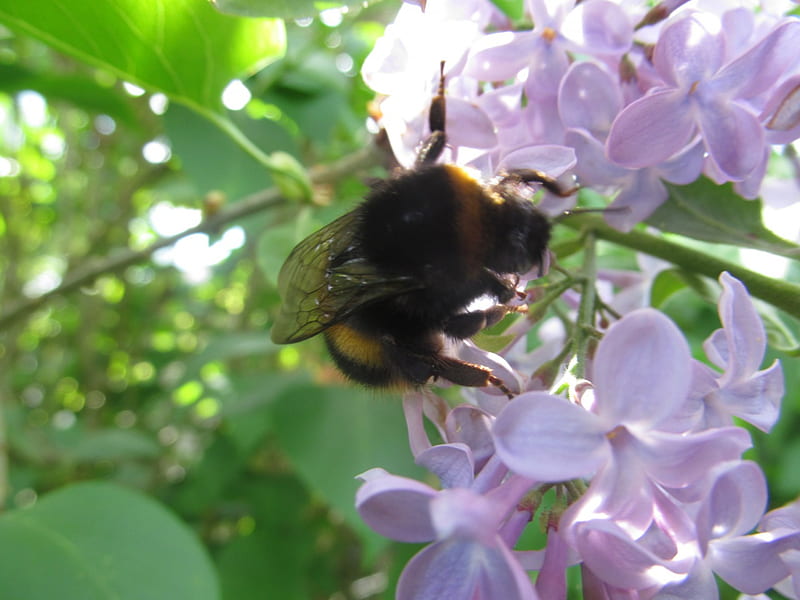 Mr Bee Investigates, Bees, Lilac, Spring, Insects, Nature, HD wallpaper