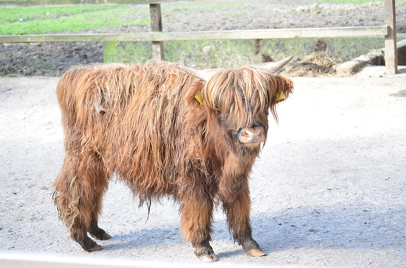 Little Highlander Calf, cute, young, cow, cattle, hairy, HD wallpaper