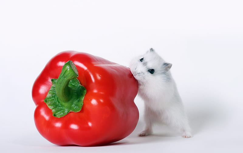 nouse & the bell pepper, red, bell, pepper, mouse, HD wallpaper