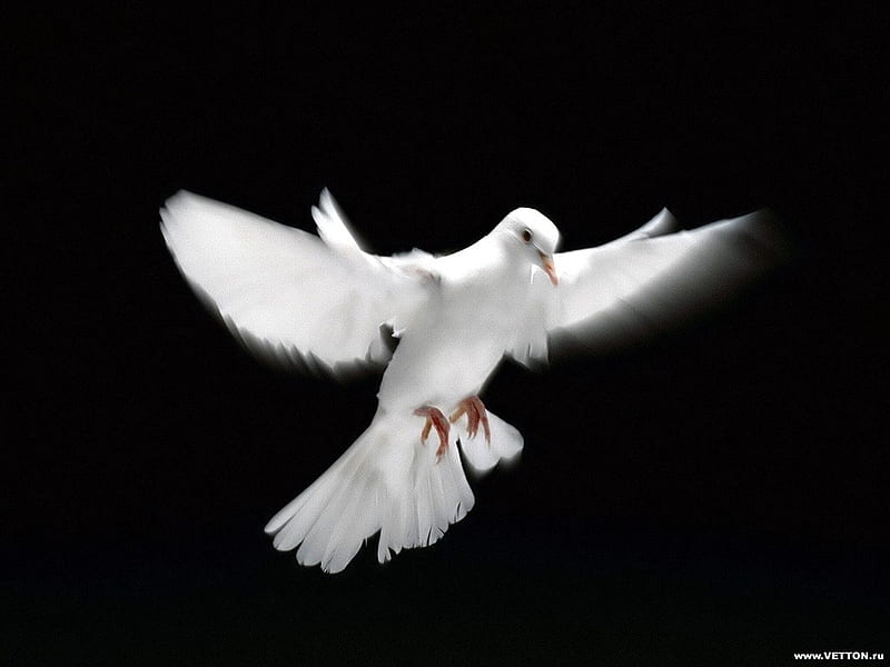 Peace, pigeon fly, wings, symbol, white, holy spirit, HD wallpaper