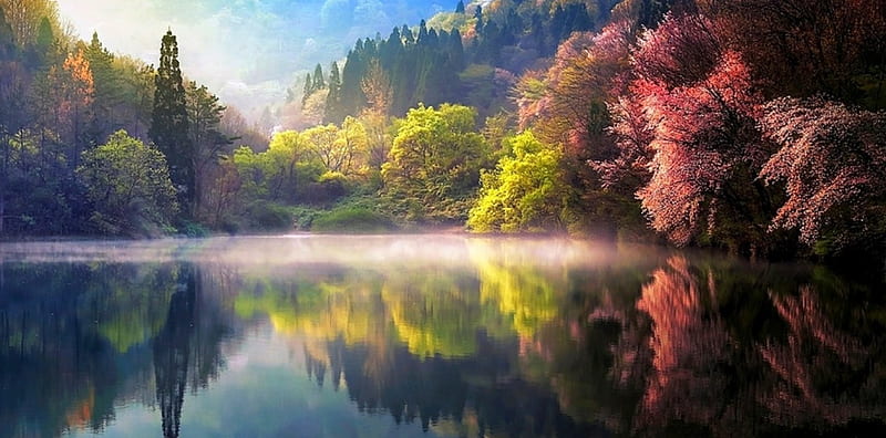 Dream Of Spring, forest, South Korea, colors, bonito, spring, trees, lake, mist, mountains, blossoms, sunrise, reflection, HD wallpaper