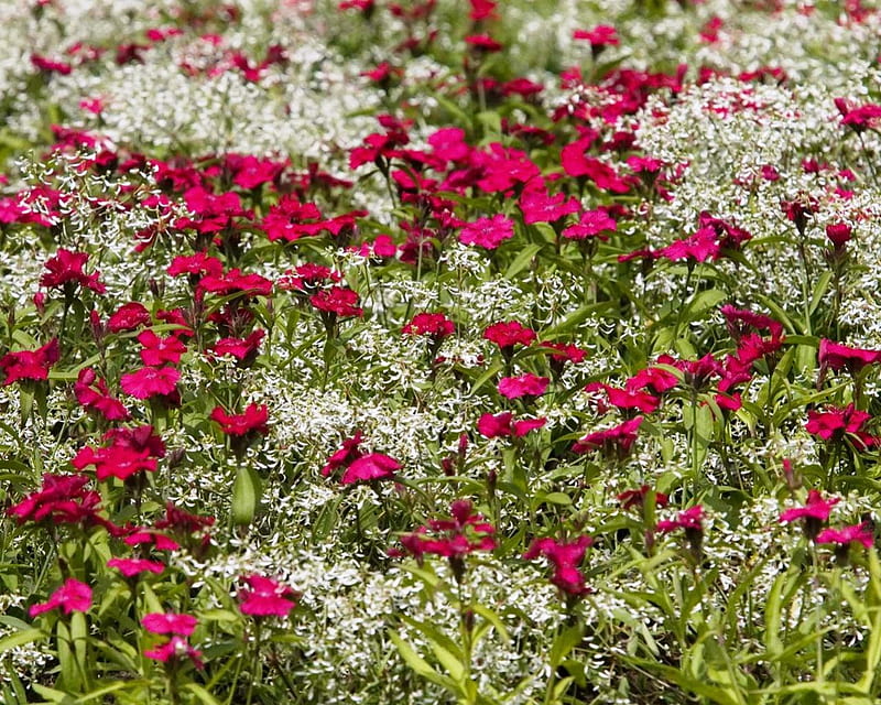 Fields of Red, red, flowers, nice, grass, HD wallpaper | Peakpx