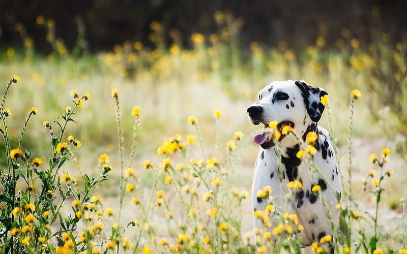 Dalmatian, flowers, bokeh, domestic dog, pets, lawn, dogs, cute animals, Dalmatian Dog, HD wallpaper