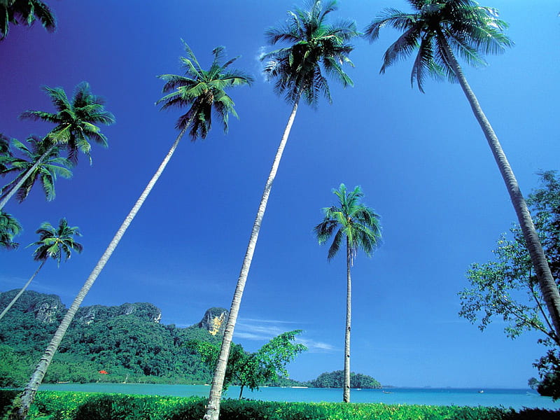 Pranang Beach, Krabi, Thailand, ocean, fronds, sky, thailand, trunks, palm trees, beach, leaves, nature, krabi, HD wallpaper