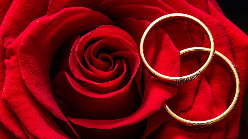 Eternal love, rings, red, rose, love, flower, passion, wedding, HD wallpaper