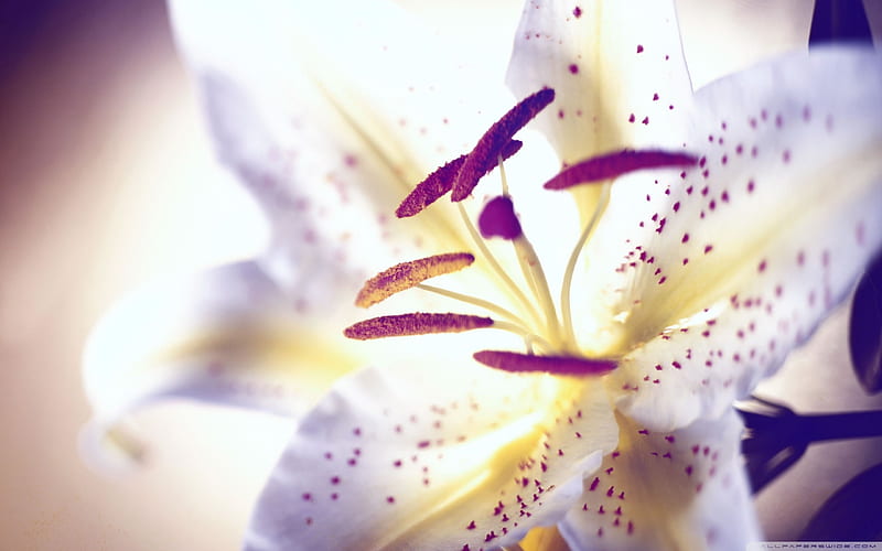 white lily-Flowers graphy, HD wallpaper