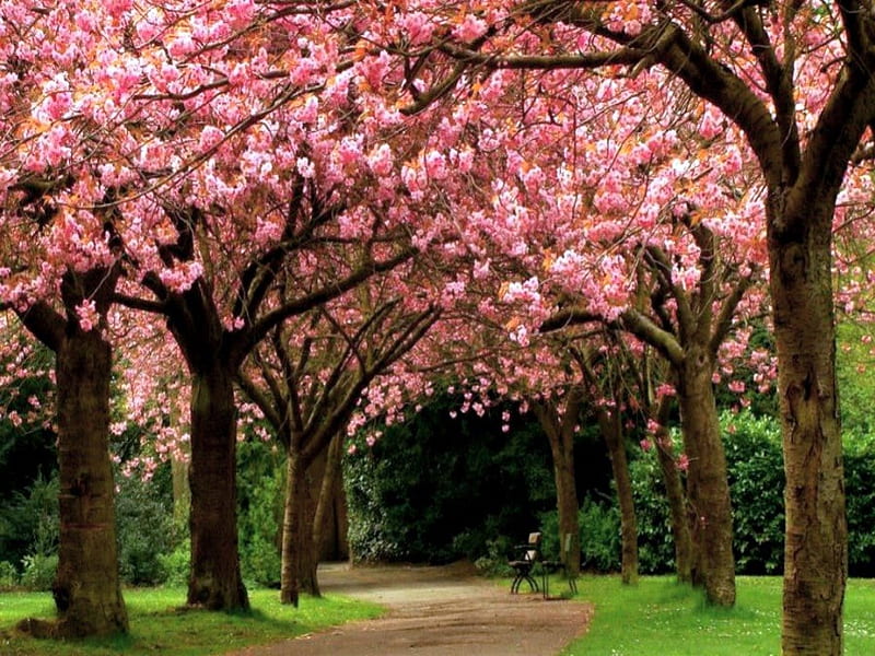 Neath the boughs, benches, blossoms, road, trees, pink, HD wallpaper