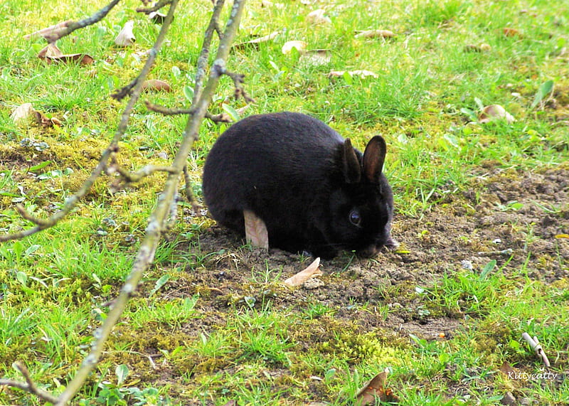~๑๑~ Black Bunny ~๑๑~ , furry, rabbit, grass, black, easter, cute, rodents, green, bunny, animals, HD wallpaper