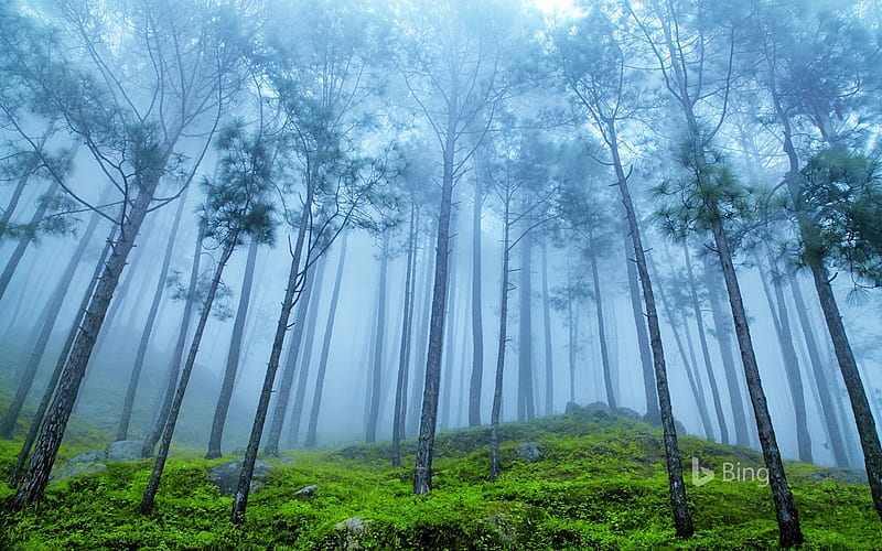 Himalayan Pine Forest Foggy Bing 2018, HD wallpaper
