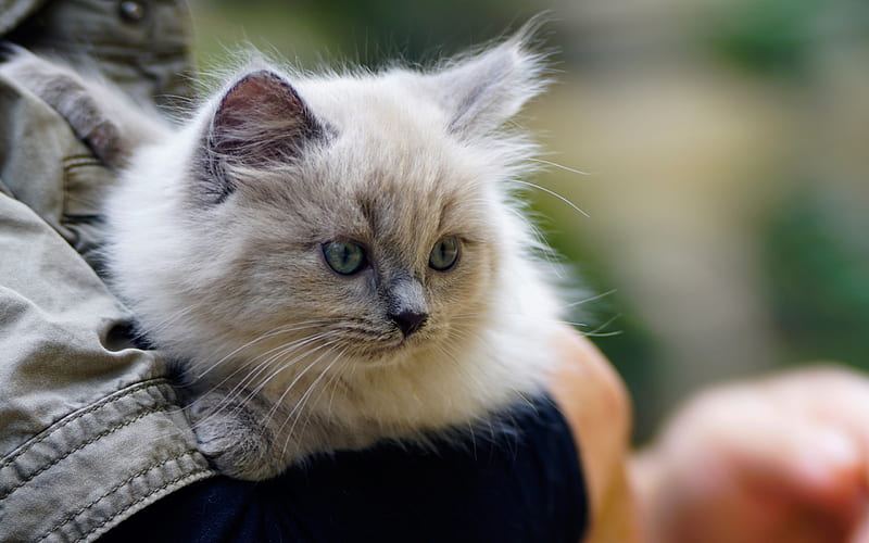 small gray kitten, gray eyes, cat on hands, cute animals, domestic cats, HD wallpaper